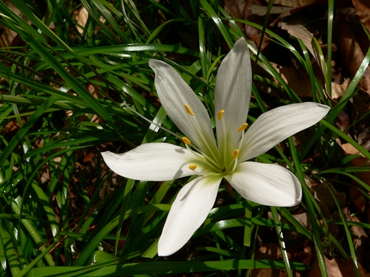 {Zephyranthes atamasco}